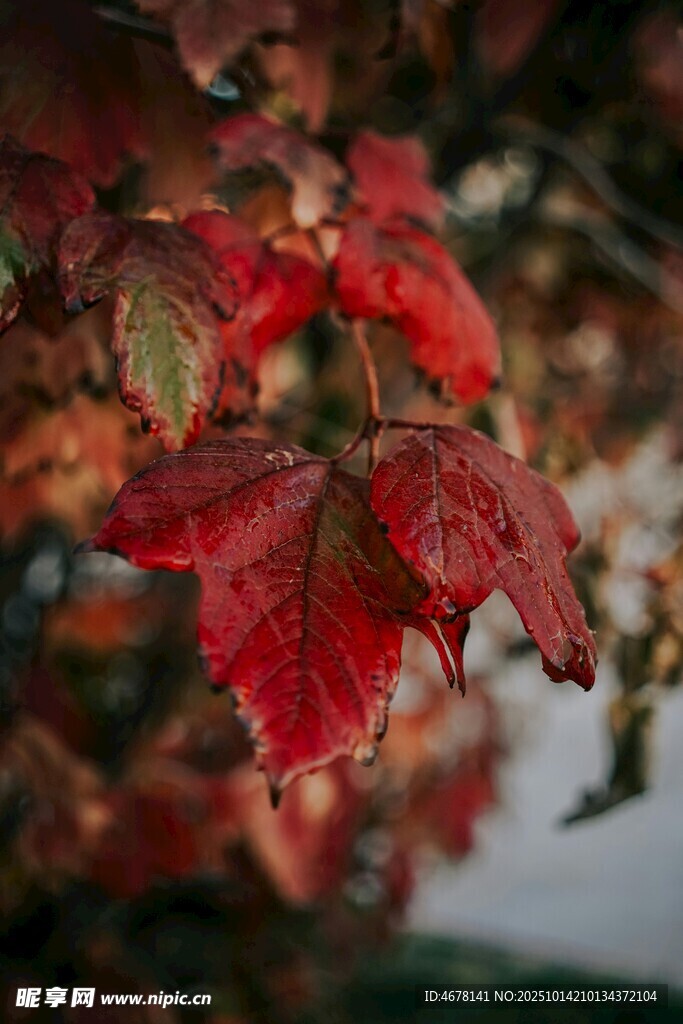 秋日红枫叶特写