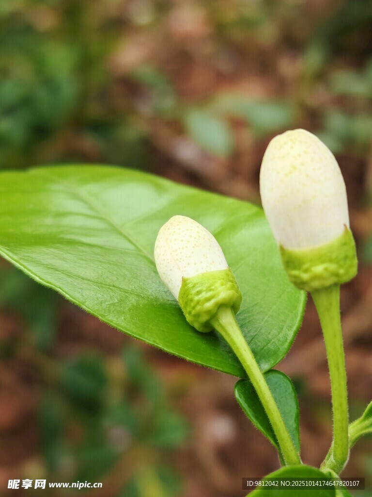 两朵含苞待放的白色花蕾