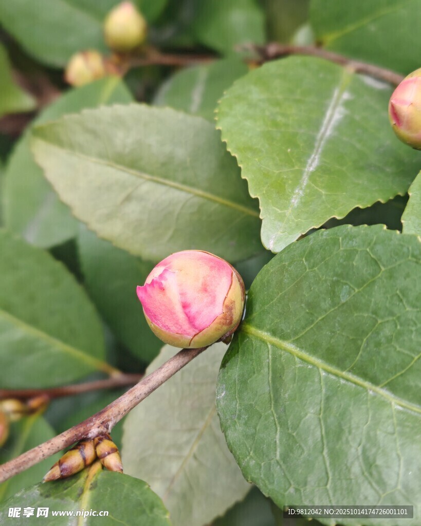 含苞待放的山茶花