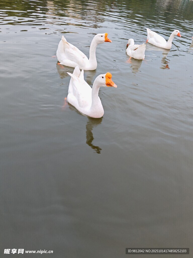 水中游弋的一群白鹅