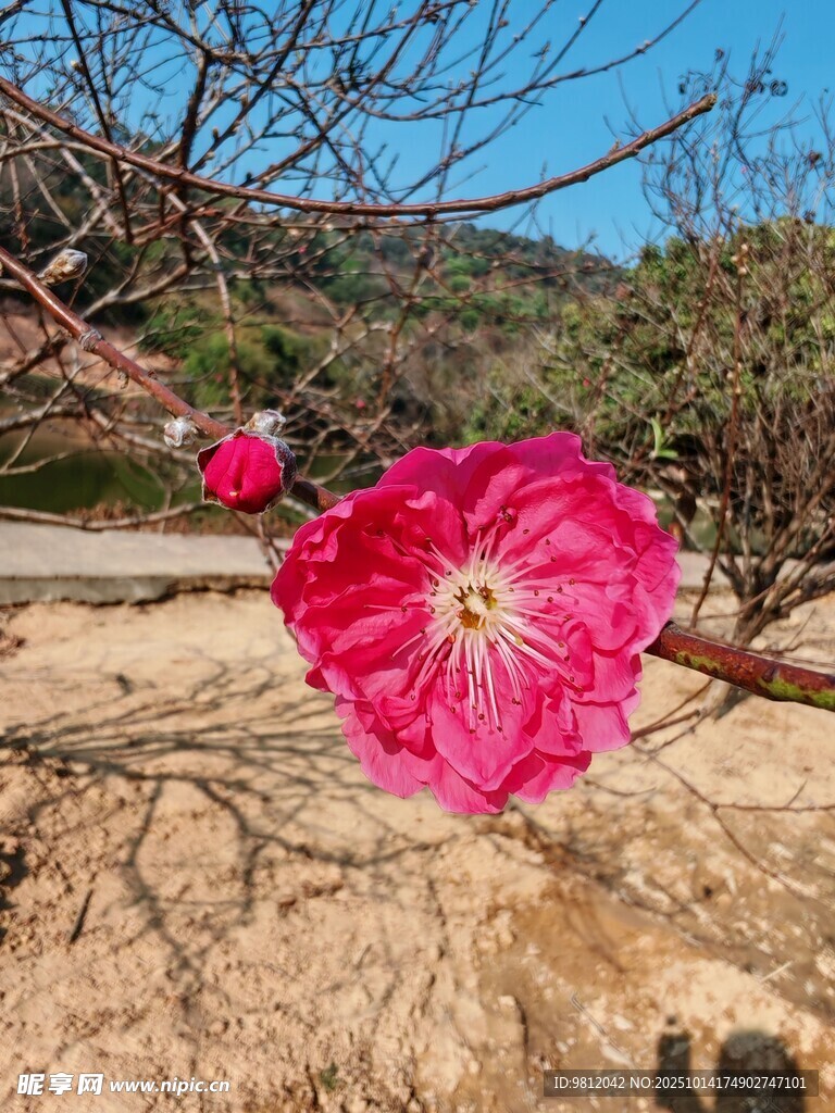 枝头绽放的艳丽红花朵