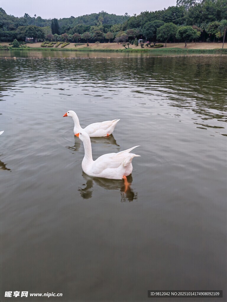 水中游弋的几只白鹅