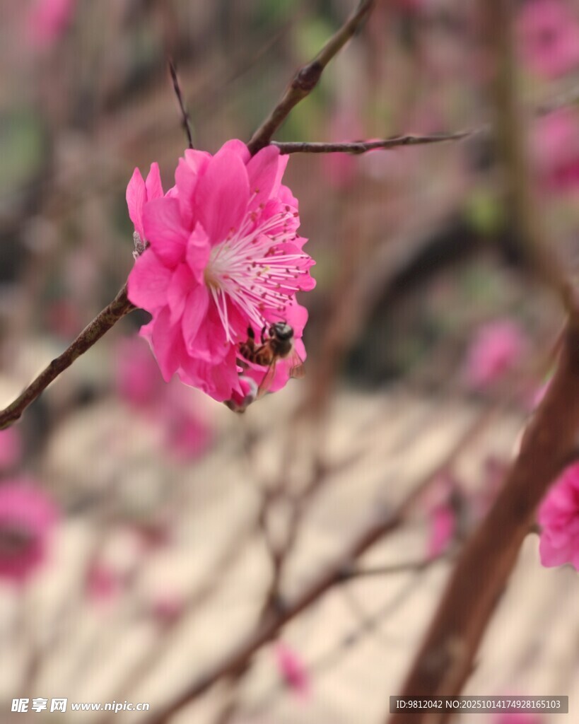 粉色桃花 枝头绽放 蜜蜂采蜜