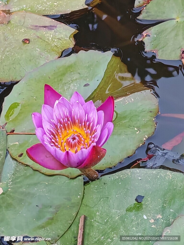 娇艳睡莲绽放于绿叶间