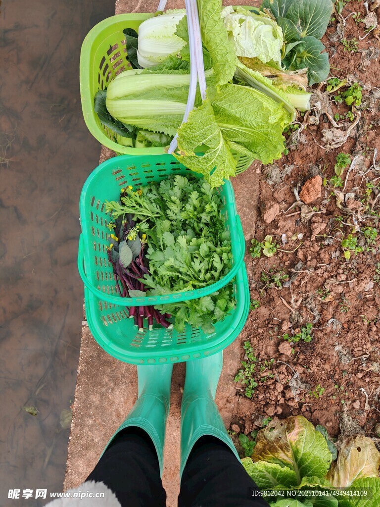 绿色菜篮装满新鲜蔬菜