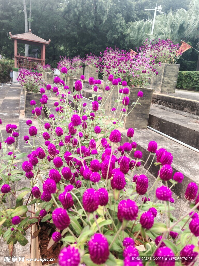 繁花盛开的美丽花园