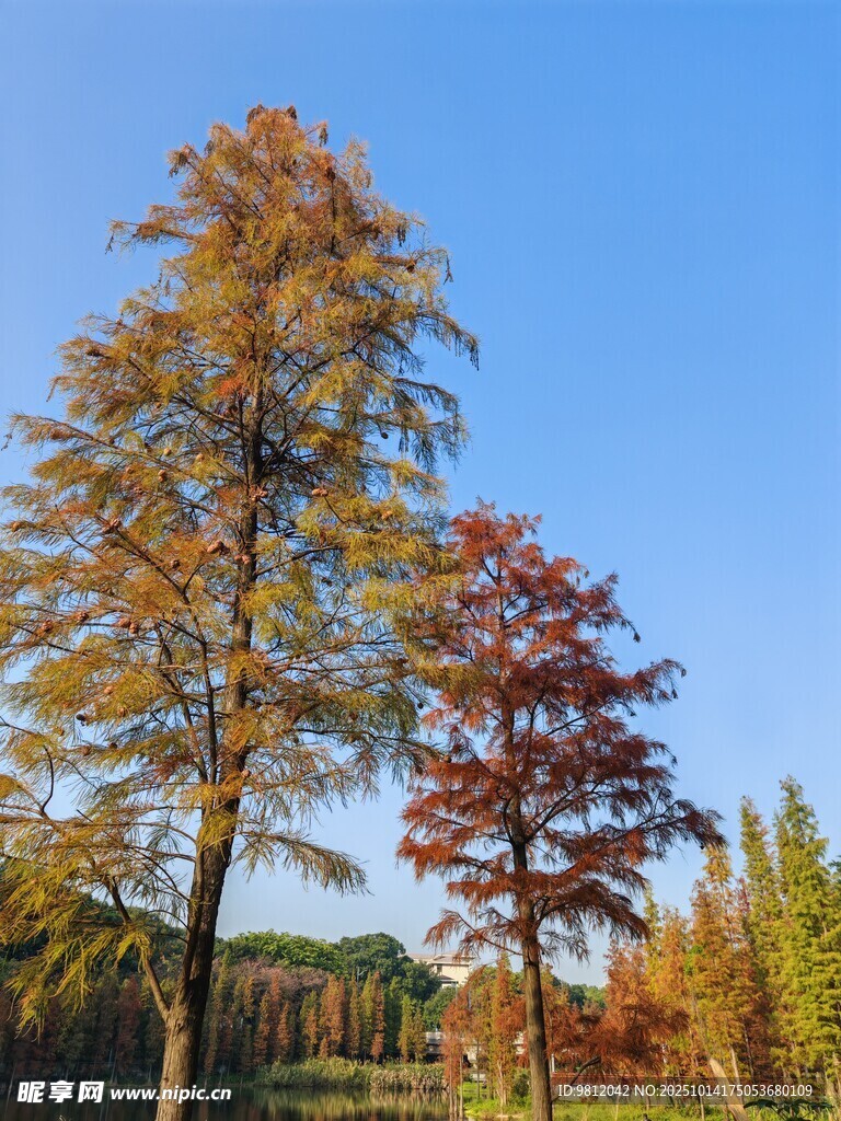 秋日彩林 斑斓树木美景