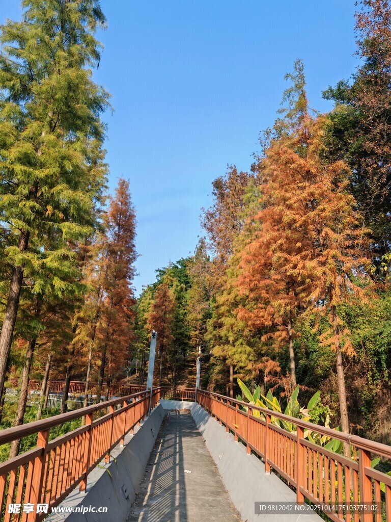 秋日林间步道美景