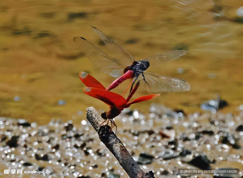 红蜻蜓