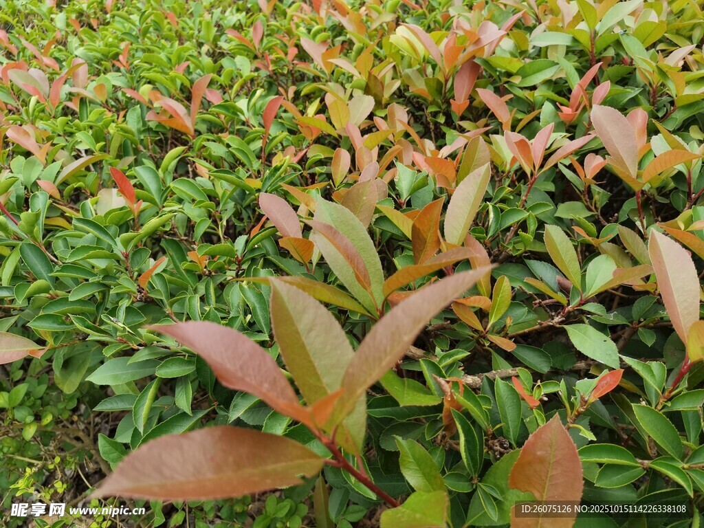多彩叶片植物景观