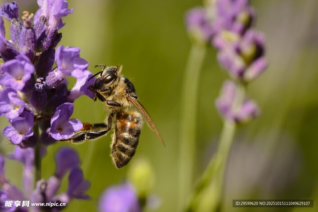 蜜蜂采蜜于紫色薰衣草间