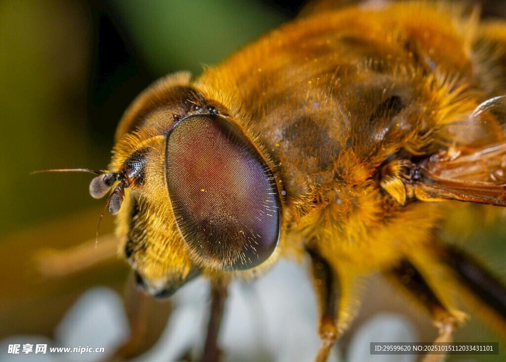 微距下的金黄蝇类特写