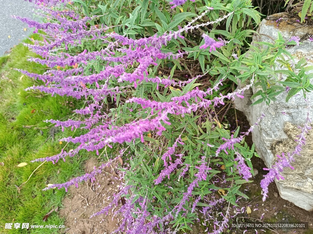 紫色穗状花卉植物特写