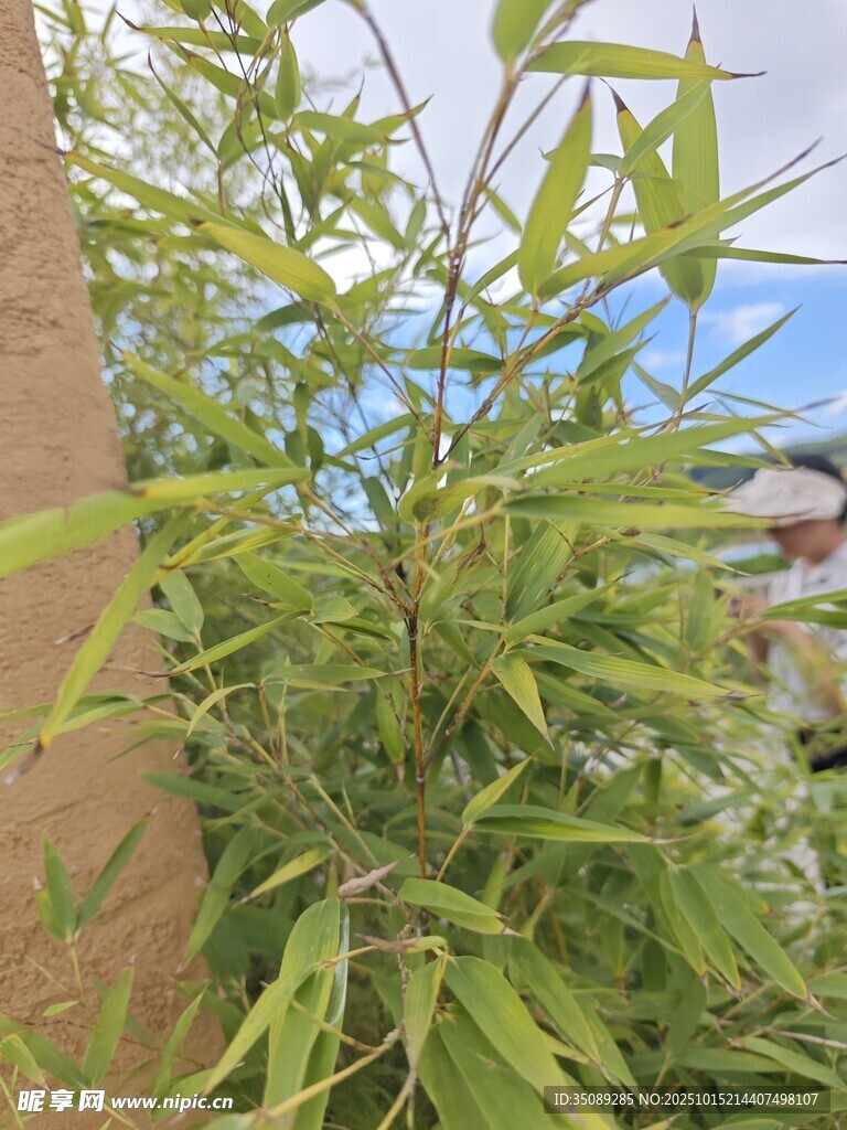 墙边翠绿竹子生机勃勃