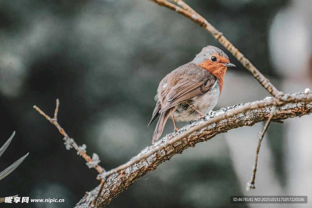 枝头栖息的多彩小鸟