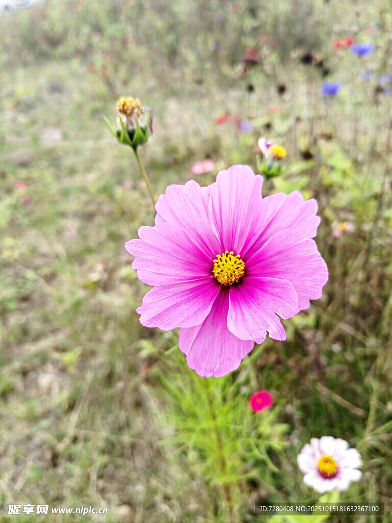田野中的艳丽波斯菊