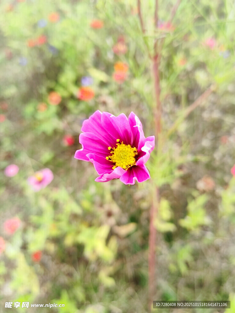 娇艳独绽的粉色花朵