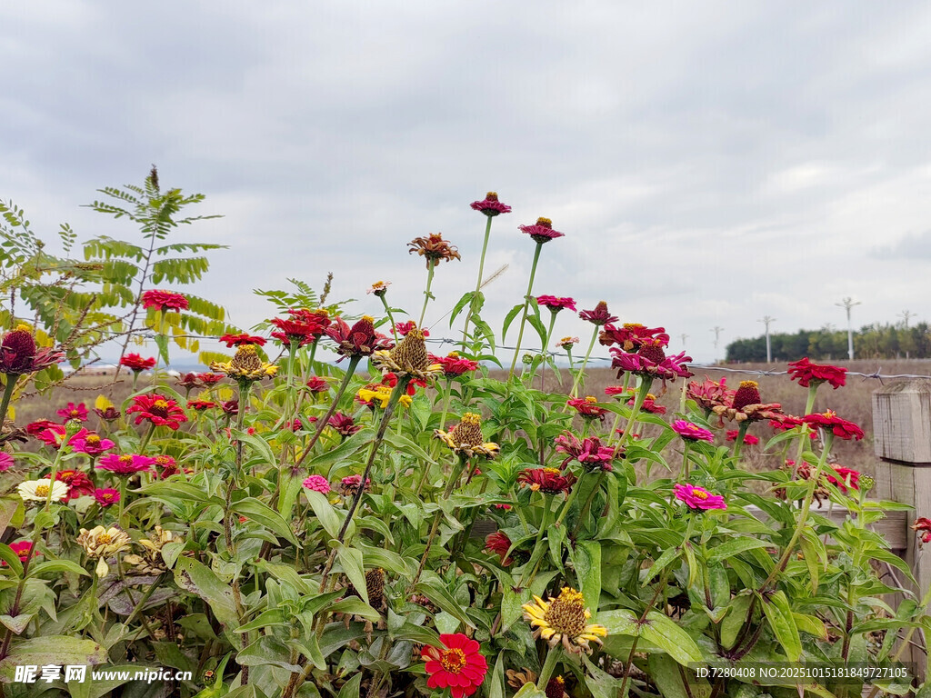 多彩花卉绽放田园风光