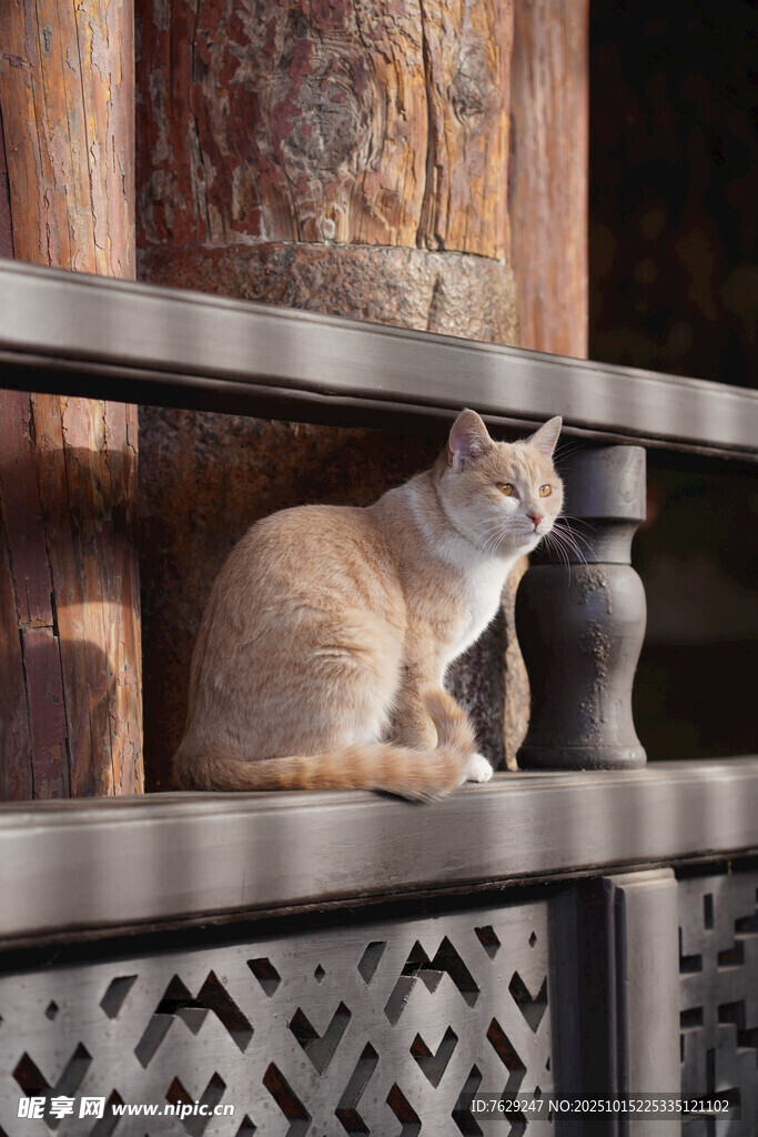 寺庙中的猫猫