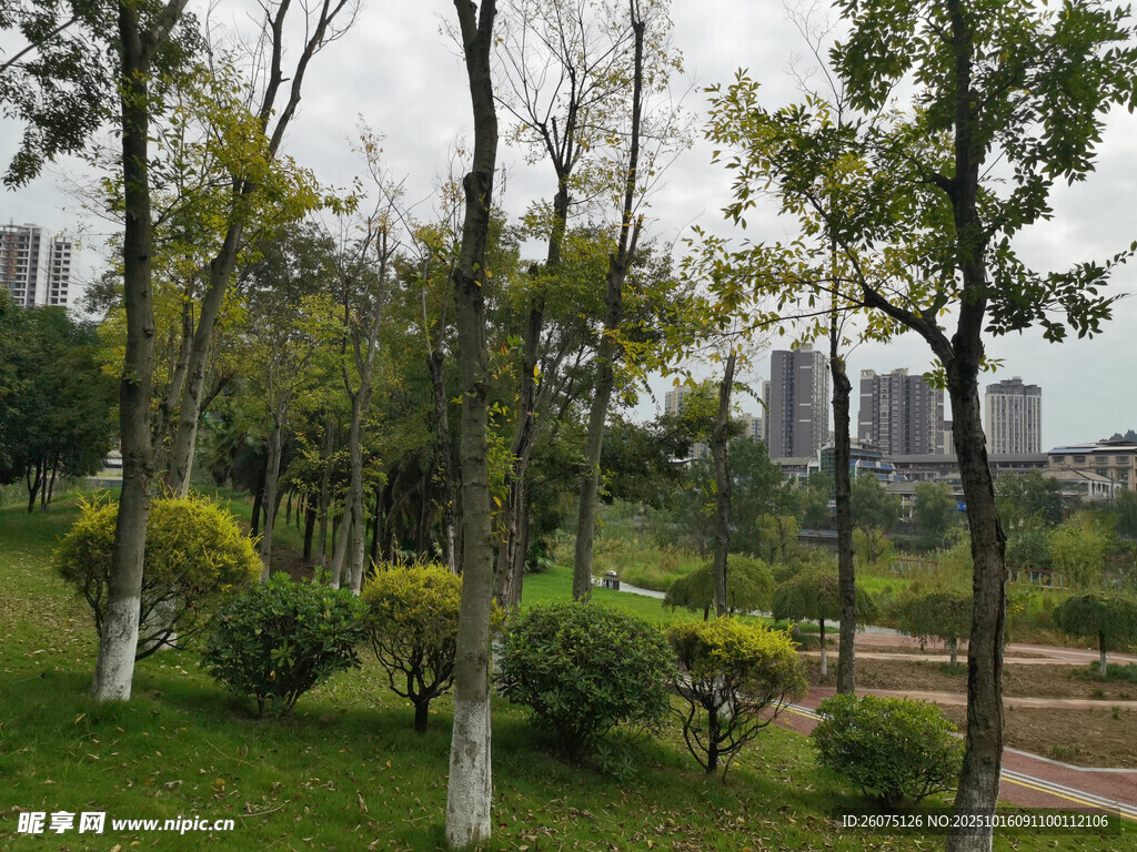 城市中的绿意盎然公园景观