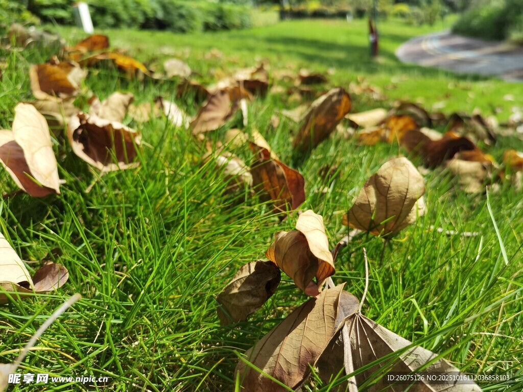 草地上的枯黄落叶