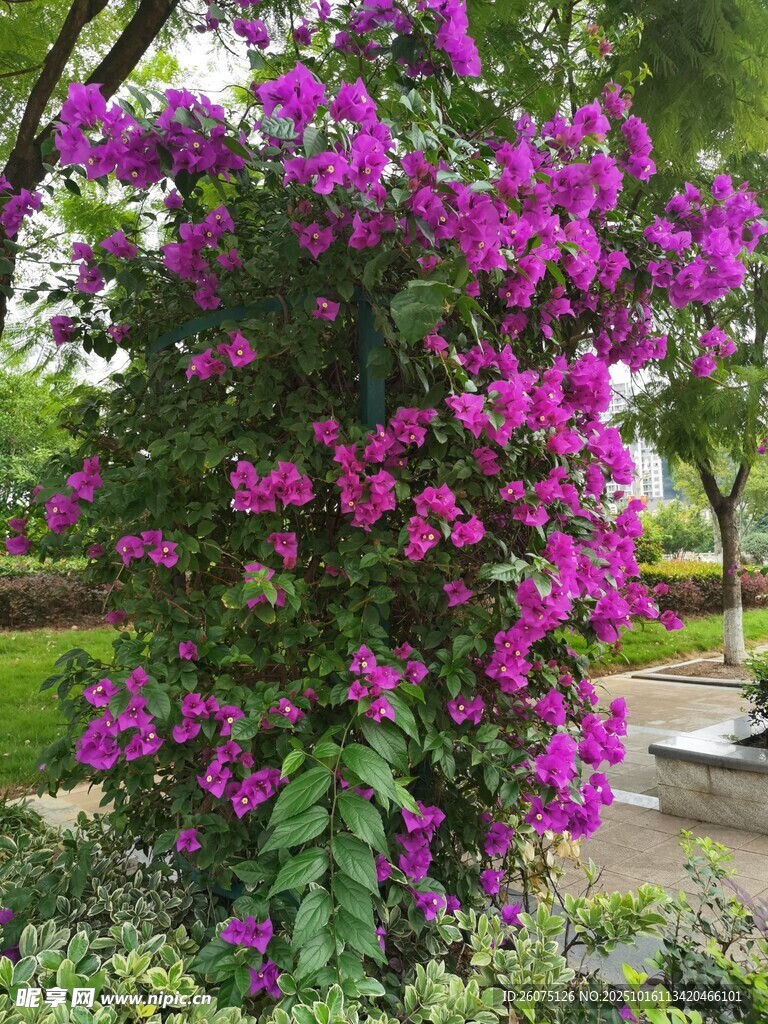 绽放的紫色三角梅景观