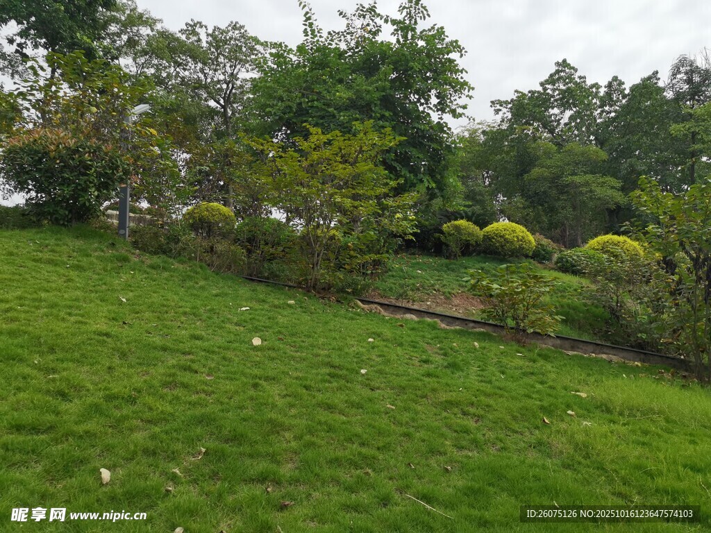 绿意盎然的户外草坪景观