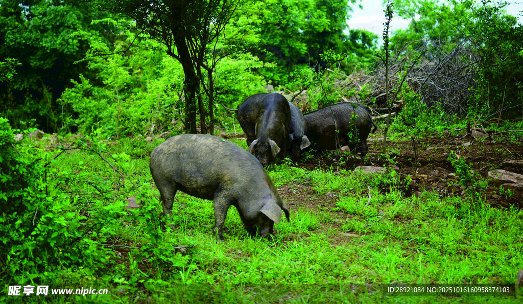 散养黑猪