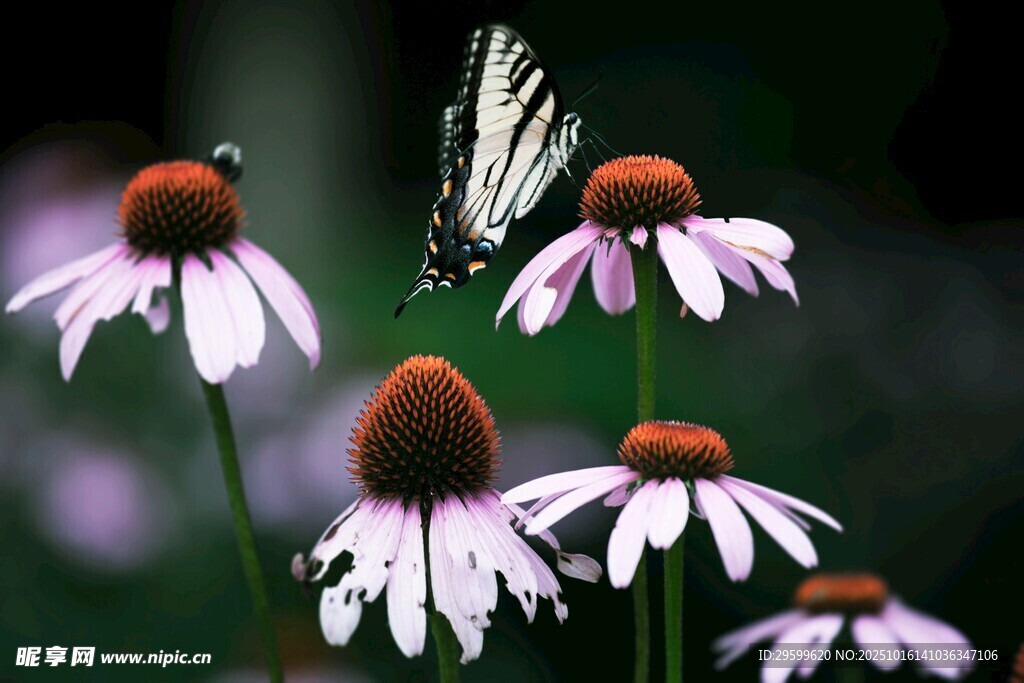 蝴蝶停驻紫锥菊