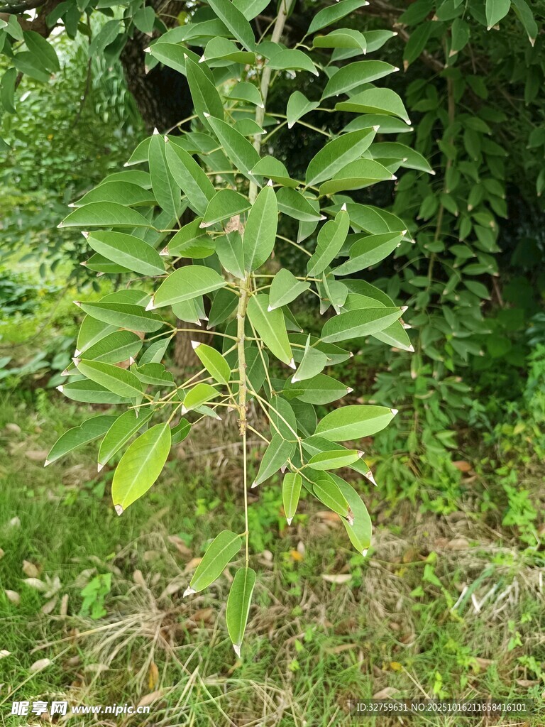 嫩绿植物生长于草丛间