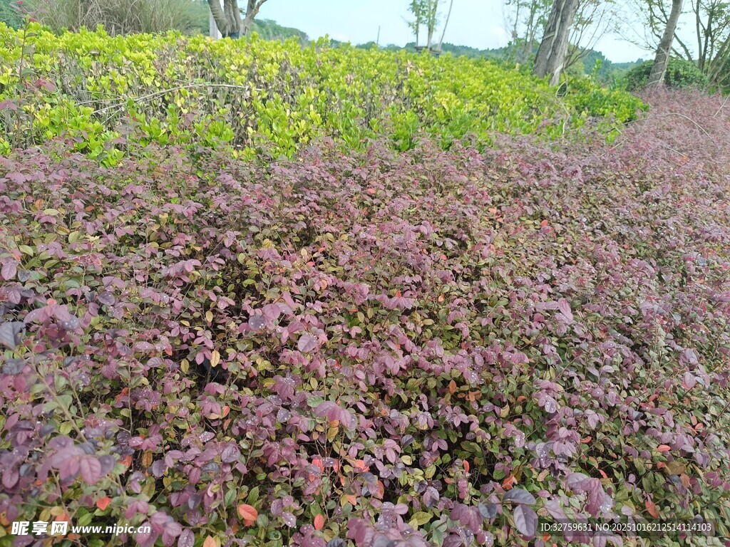 紫色花卉植物景观
