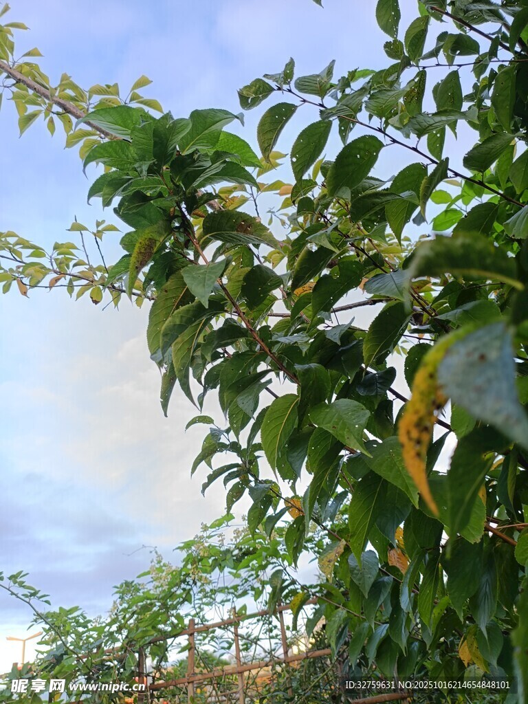 绿叶繁茂的果树