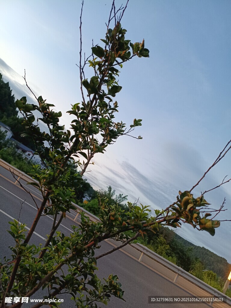 路边绿植与远处天际景色