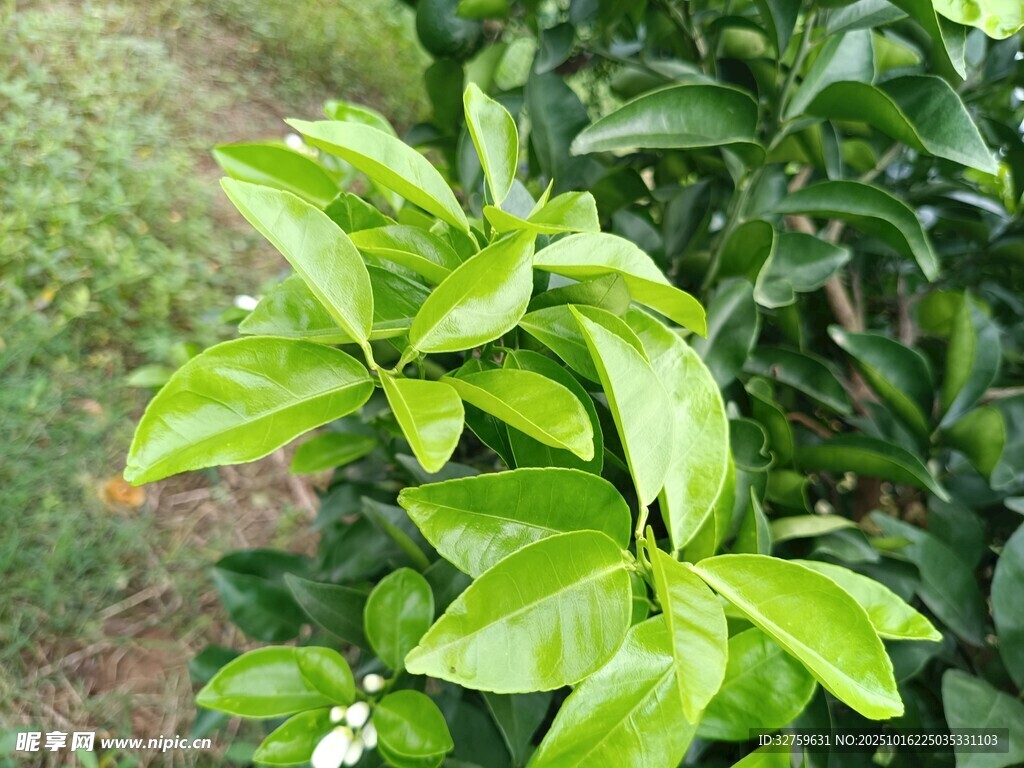 翠绿柑橘叶与小白花