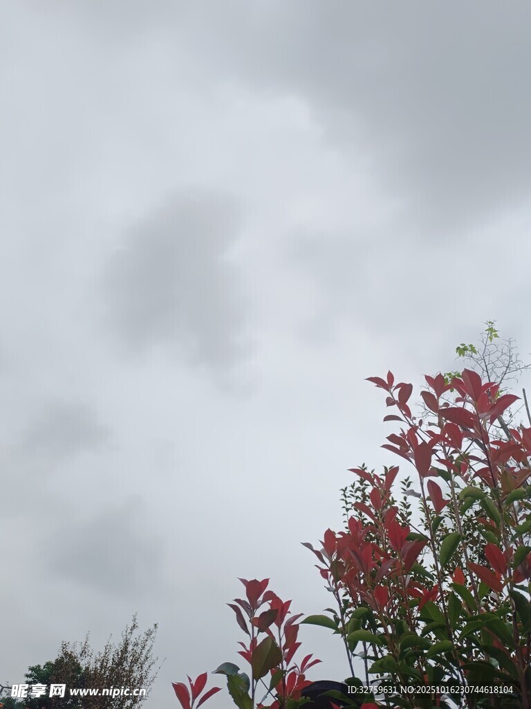 灰空下的红叶绿枝