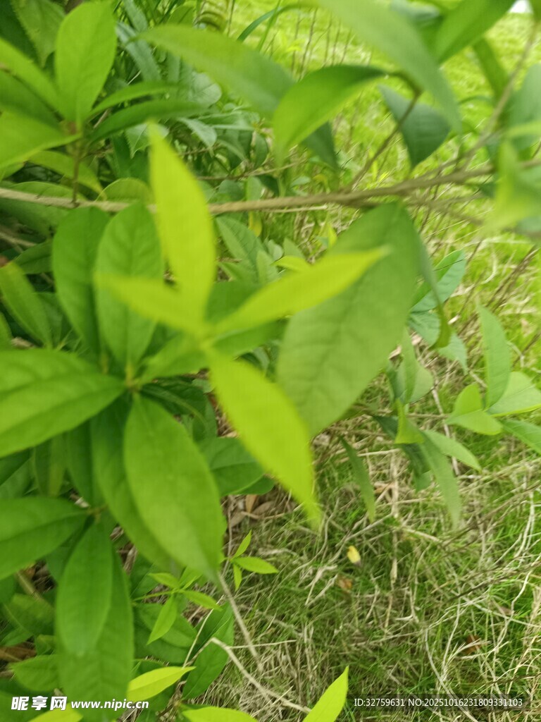 嫩绿叶片的生机景象