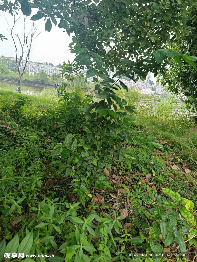 绿意盎然的野外植物景观