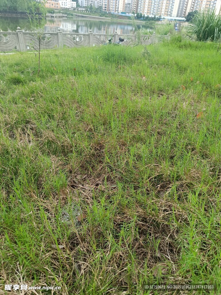 城市边的绿色草地景观