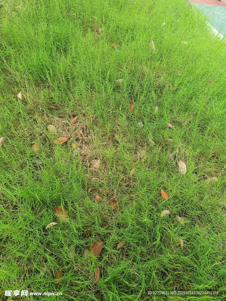 翠绿草地局部景象