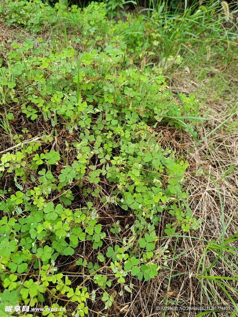 野外翠绿丛生植物景观