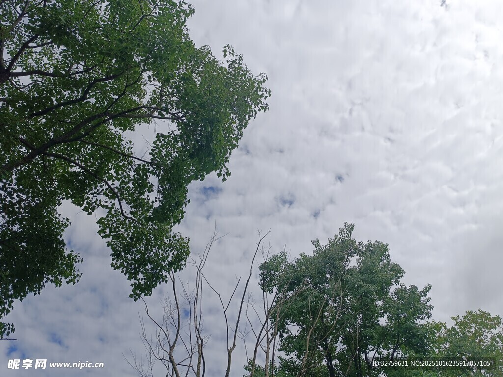 仰视绿树与天空