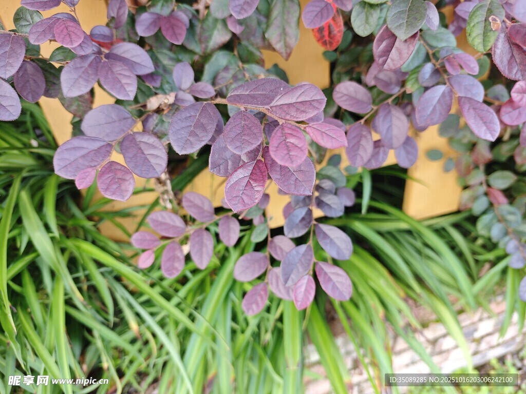 紫叶植物与绿草相映成趣