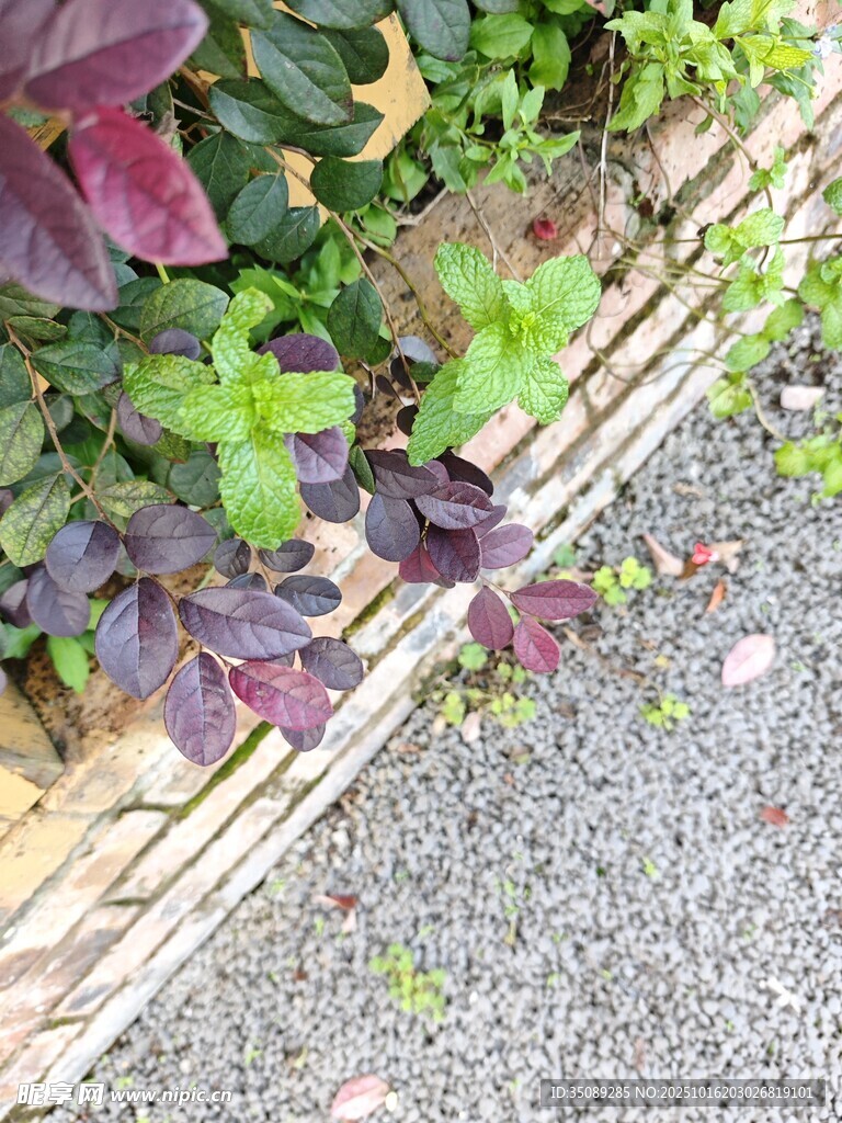 墙边多彩植物景观