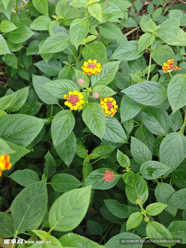 绿叶丛中的多彩小花