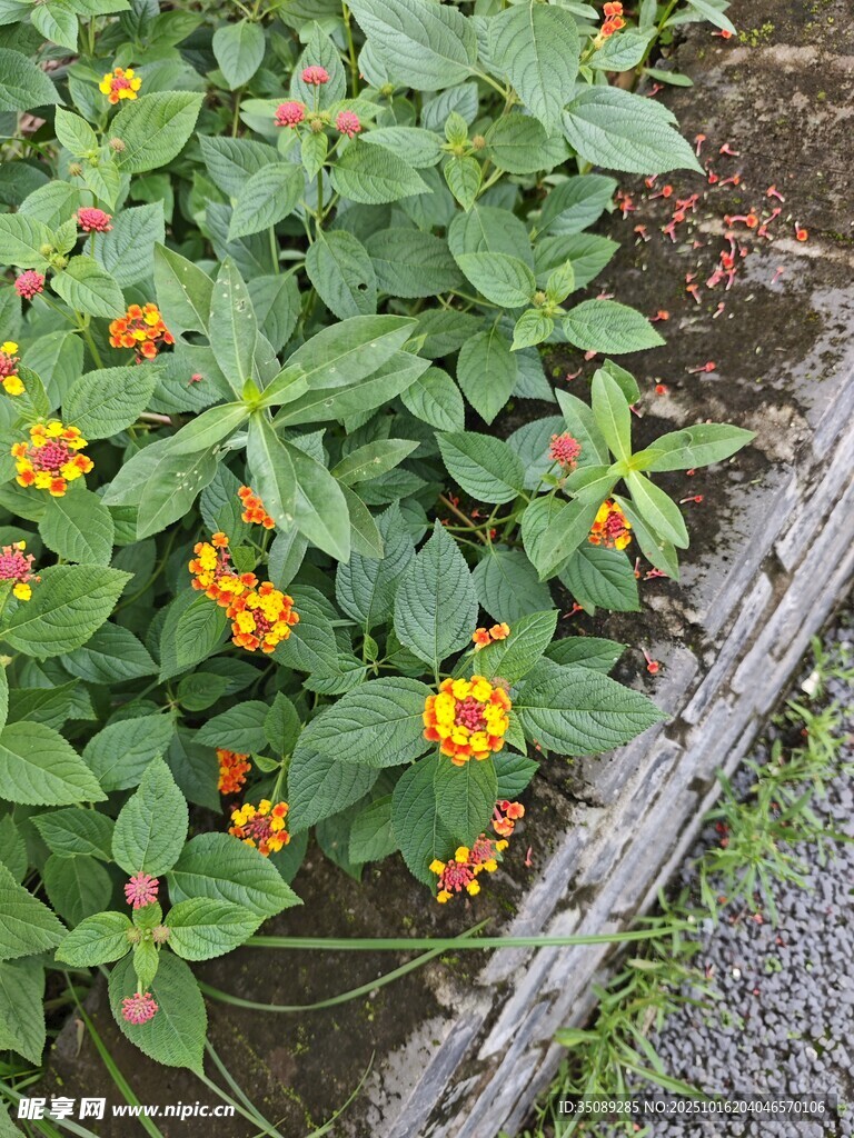 绿叶间的橙色小花