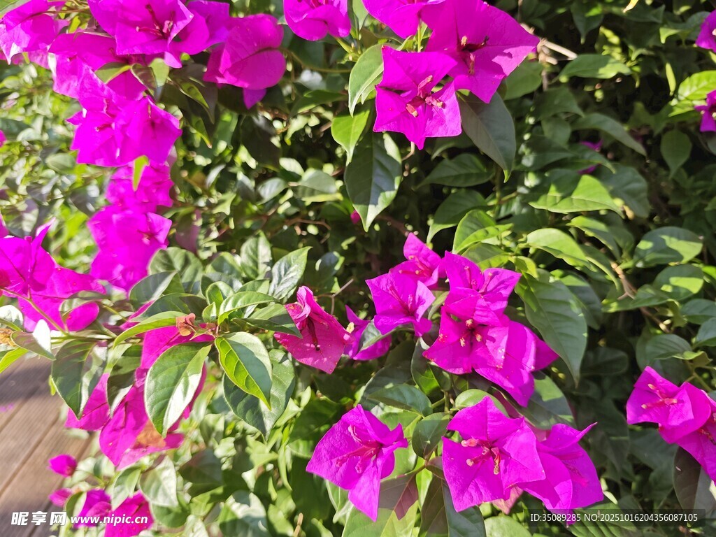 艳丽三角梅绽放