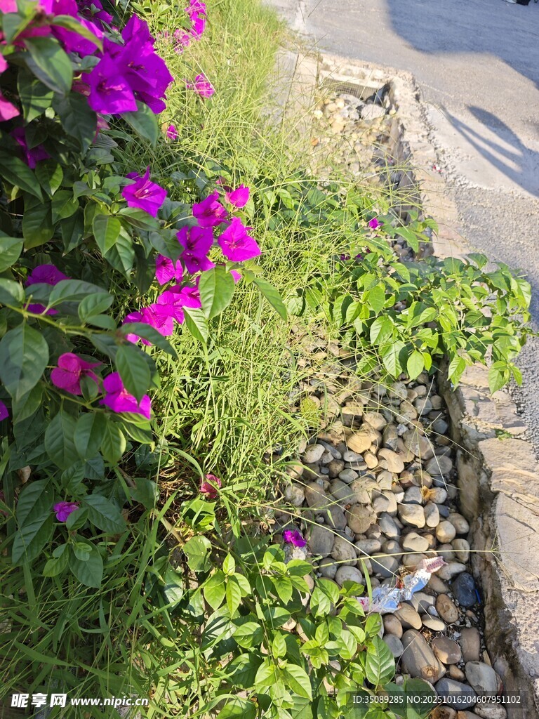 路边绽放的紫色三角梅