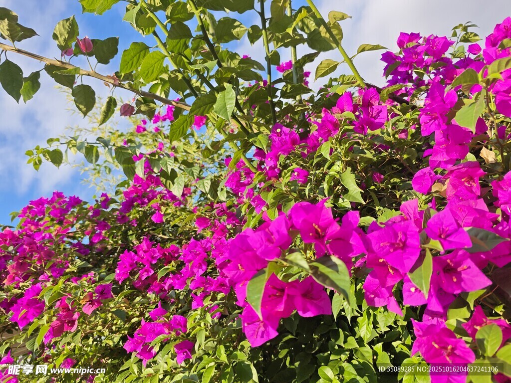 艳丽三角梅绽放枝头