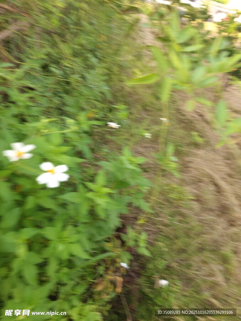 草丛中的白色小花