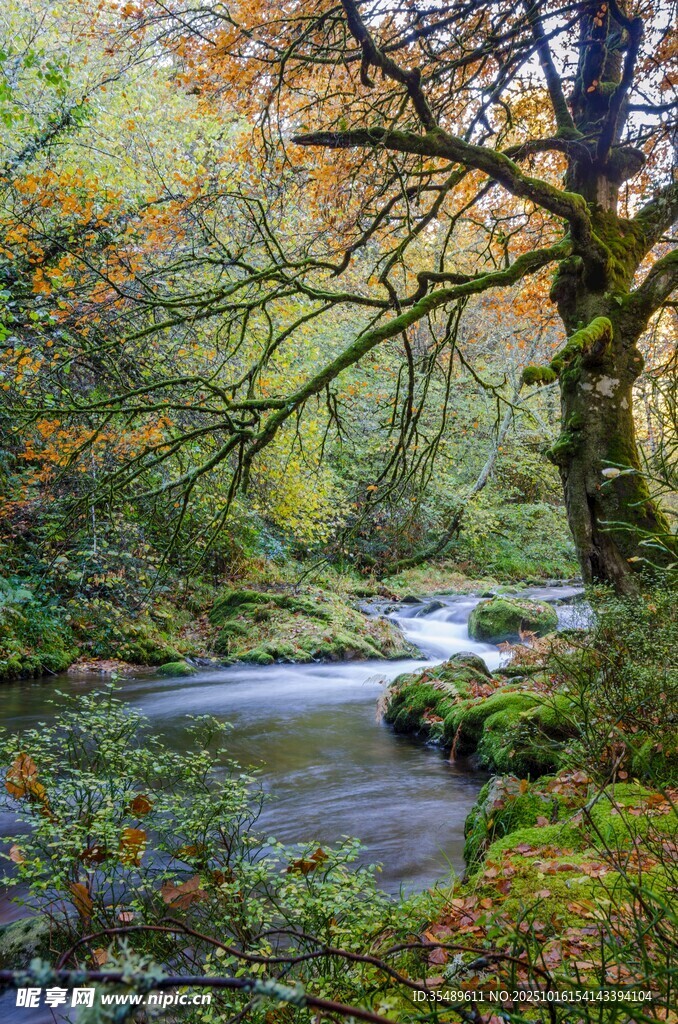 秋日溪边繁茂树林美景